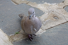 IMG_0270